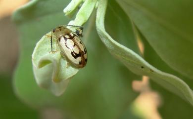 Phola octodecimguttata (Fabricius, 1775) 十八斑瘦金花蟲