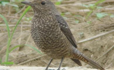 Monticola solitarius philippensis (Muller, 1776) 藍磯鶇(棕腹亞種)