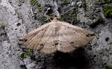 Paracolax apicimacula (Wileman, 1915) 頂斑奴裳蛾