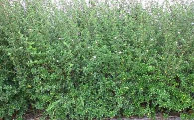 Serissa serissoides (DC.) Druce 六月雪