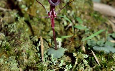 Corybas puniceus 豔紫盔蘭