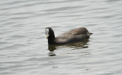 Fulica atra Linnaeus, 1758 白冠雞