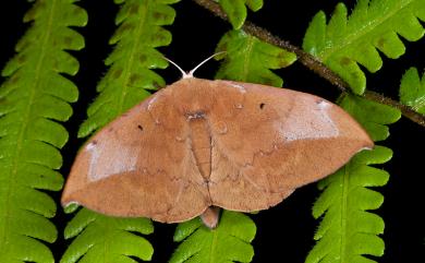 Andraca olivacea Matsumura, 1927 綠茶蠶蛾