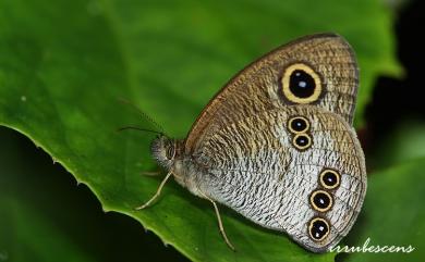 Ypthima conjuncta yamanakai Sonan, 1938 白漪波眼蝶