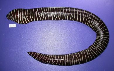 Gymnomuraena zebra (Shaw, 1797) 斑馬裸鯙