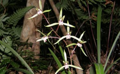 Cymbidium kanran Makino 寒蘭