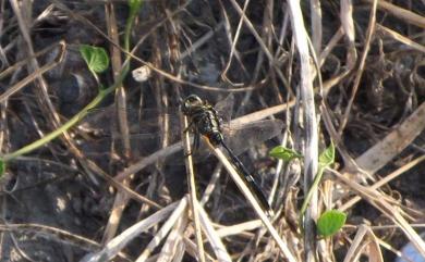 Orthetrum sabina sabina (Drury, 1770) 杜松蜻蜓