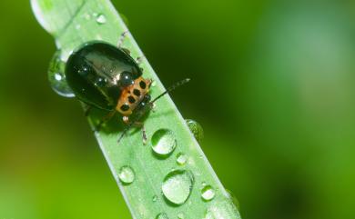 Morphosphaera chrysomeloides (Bates, 1866) 榕四星螢金花蟲