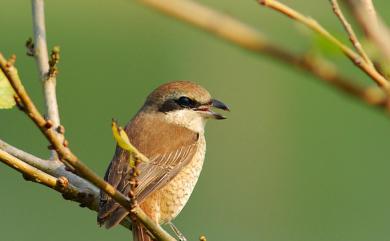 Lanius cristatus lucionensis (Linnaeus, 1766) 紅尾伯勞(普通亞種)