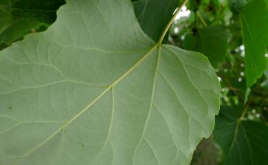 Idesia polycarpa Maxim. 山桐子