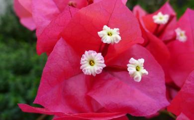 Bougainvillea spectabilis Willd. 九重葛