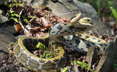 Orthriophis taeniurus friesi 臺灣黑眉錦蛇