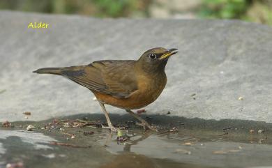 Turdus chrysolaus chrysolaus (Temminck, 1831) 赤腹鶇