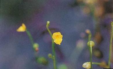 Utricularia aurea 黃花狸藻