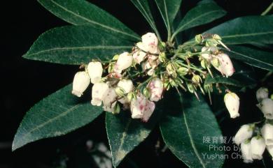 Pieris taiwanensis Hayata 台灣馬醉木