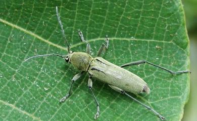 Chlorophorus probsti Holzschuh, 1989 蒲氏虎天牛