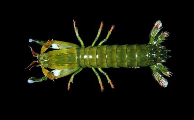 Gonodactylus chiragra (Fabricius, 1781) 大指蝦蛄