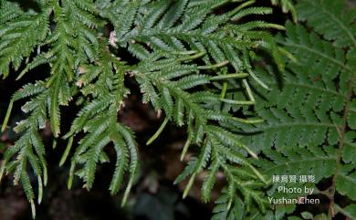 Selaginella doederleinii subsp. doederleinii 生根卷柏