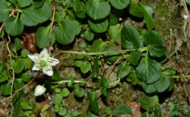 Moneses uniflora 單花鹿蹄草