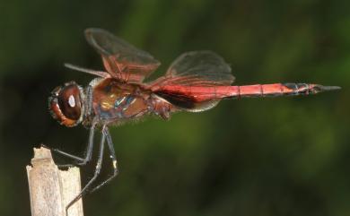 Tramea transmarina propinqua Lieftinck, 1942 海霸蜻蜓粗斑亞種