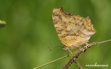 Polygonia c-aureum lunulata Esaki & Nakahara, 1923 黃鉤蛺蝶