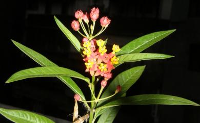 Asclepias curassavica 尖尾鳳