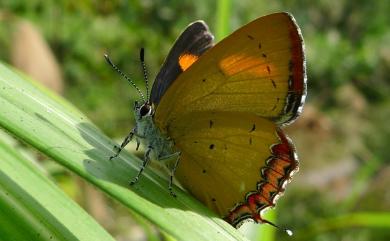 Heliophorus ila matsumurae (Fruhstorfer, 1908) 紫日灰蝶