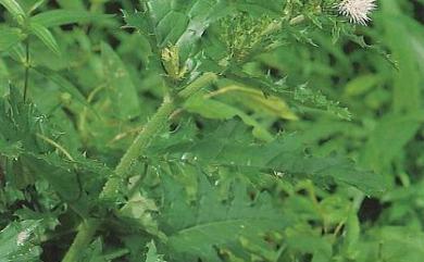 Cirsium japonicum var. takaoense Kitam. 白花小薊