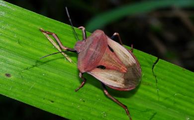 Chalcopis glandulosa (Wolff, 1811) 大臭椿象