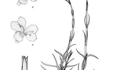 Dianthus chinensis L. 石竹