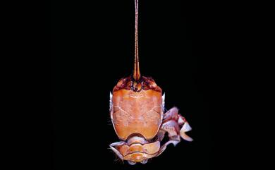 Paralbunea dayriti (Serene & Umali, 1965) 長鞭仿管鬚蟹