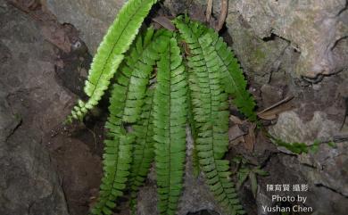 Adiantum malesianum 馬來鐵線蕨