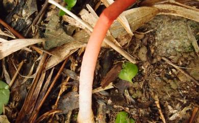 Mutinus bambusinus (Zoll.) Fisch. 竹林蛇頭菌