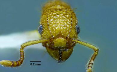 Tetramorium nipponense Wheeler, 1928 日本皺家蟻