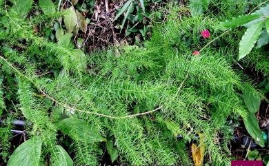 Asparagus cochinchinensis (Lour.) Merr. 天門冬