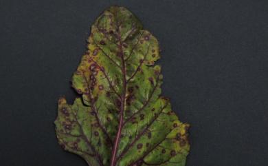 Cercospora beticola Sacc. 甜菜生尾孢菌