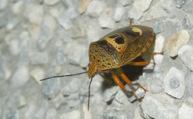 Axiagastus rosmarus Dallas, 1852 鬼面椿象