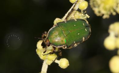 Gametis forticula formosana 臺灣小綠花金龜