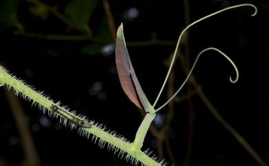 Smilax horridiramula Hayata 密刺菝葜