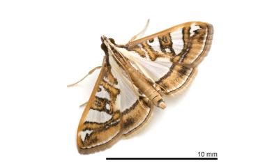 Glyphodes pyloalis Walker, 1859 桑絹野螟