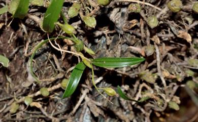 Pholidota cantonensis 烏來石山桃