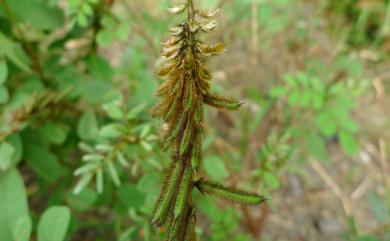 Indigofera hirsuta 毛木藍