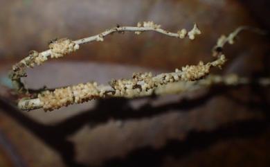 Ophiocordyceps macroacicularis