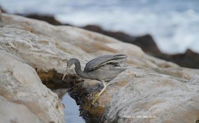 Egretta sacra sacra (J. F. Gmelin, 1789) 岩鷺