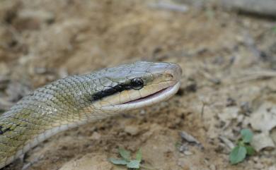 Orthriophis taeniurus friesi 臺灣黑眉錦蛇