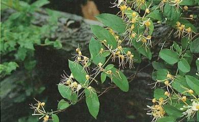 Lonicera hypoglauca 裡白忍冬