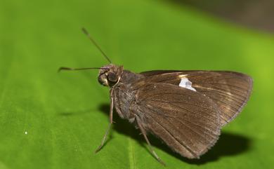 Notocrypta feisthamelii arisana Sonan, 1930 連紋袖弄蝶(臺灣亞種)