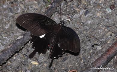 Papilio helenus fortunius Fruhstorfer, 1908 白紋鳳蝶