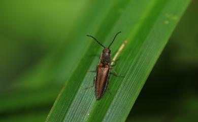 Procraerus suturalis (Matsumura, 1910)