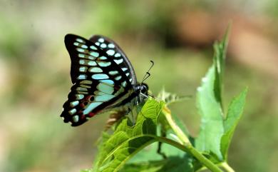 Graphium doson postianus (Fruhstorfer, 1902) 木蘭青鳳蝶